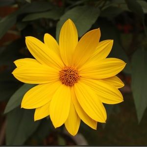 Meet your Posher, Yaneth